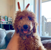 Energetic Mini Goldendoodle Poodle Mix Pup