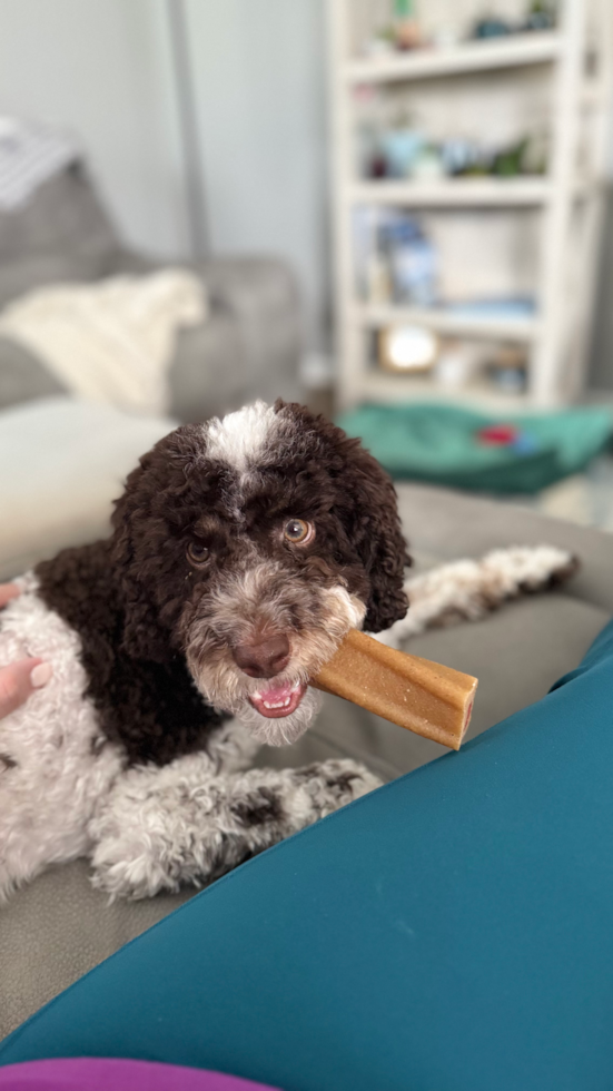 cockapoo on a blue couch chewing a dental stick - cockapoo grooming guide premier pups