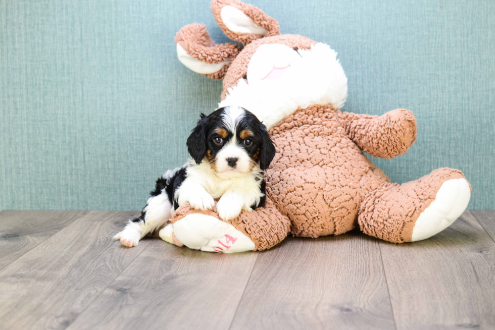 Meet Prince - our Cavalier King Charles Spaniel Puppy Photo 