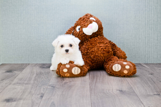 Akc Registered Maltese Purebred Pup