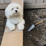 Funny Maltese Purebred Pup