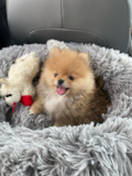 Hypoallergenic Pomeranian Pup