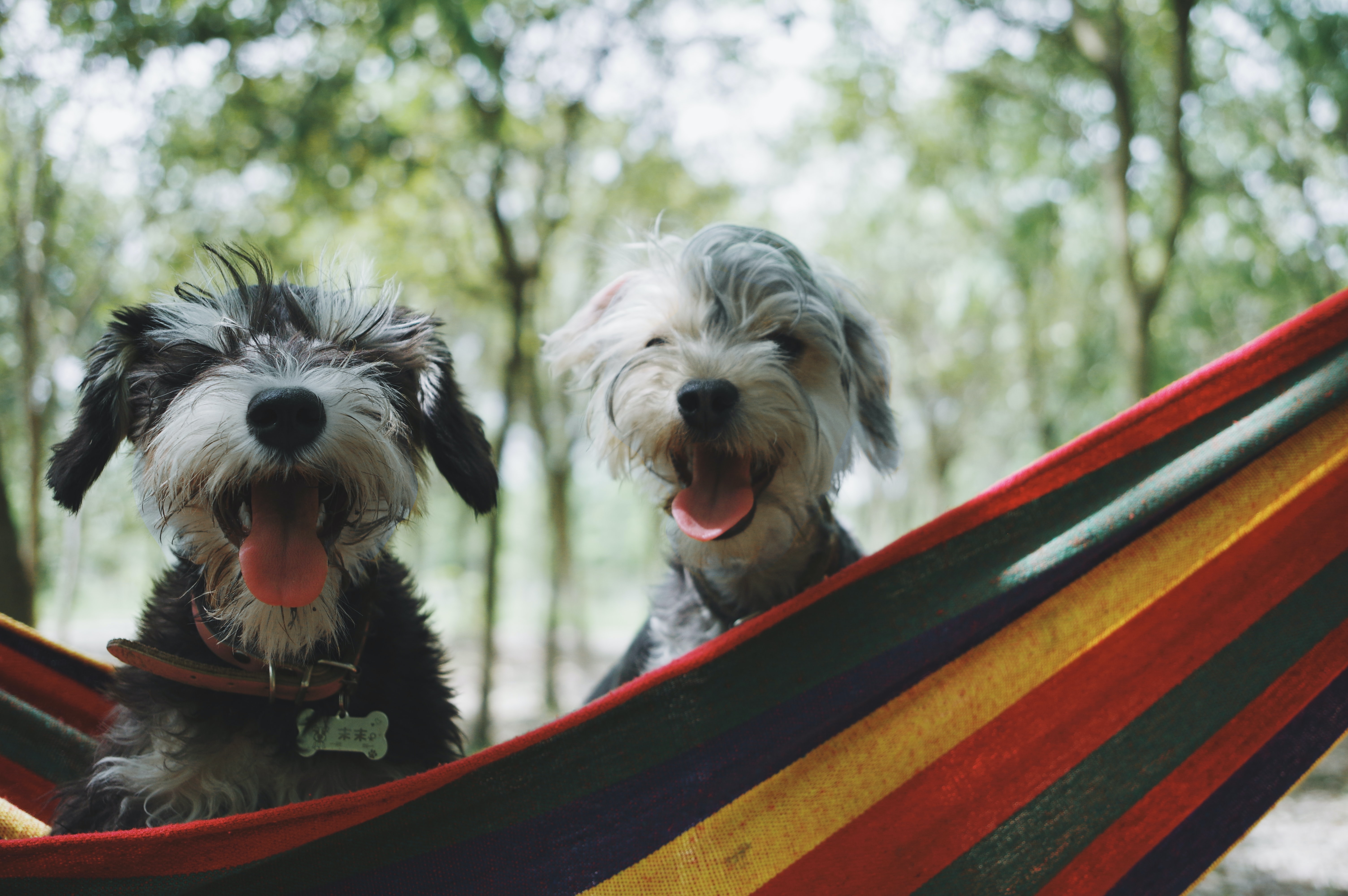 two small dogs sitting in a hammock