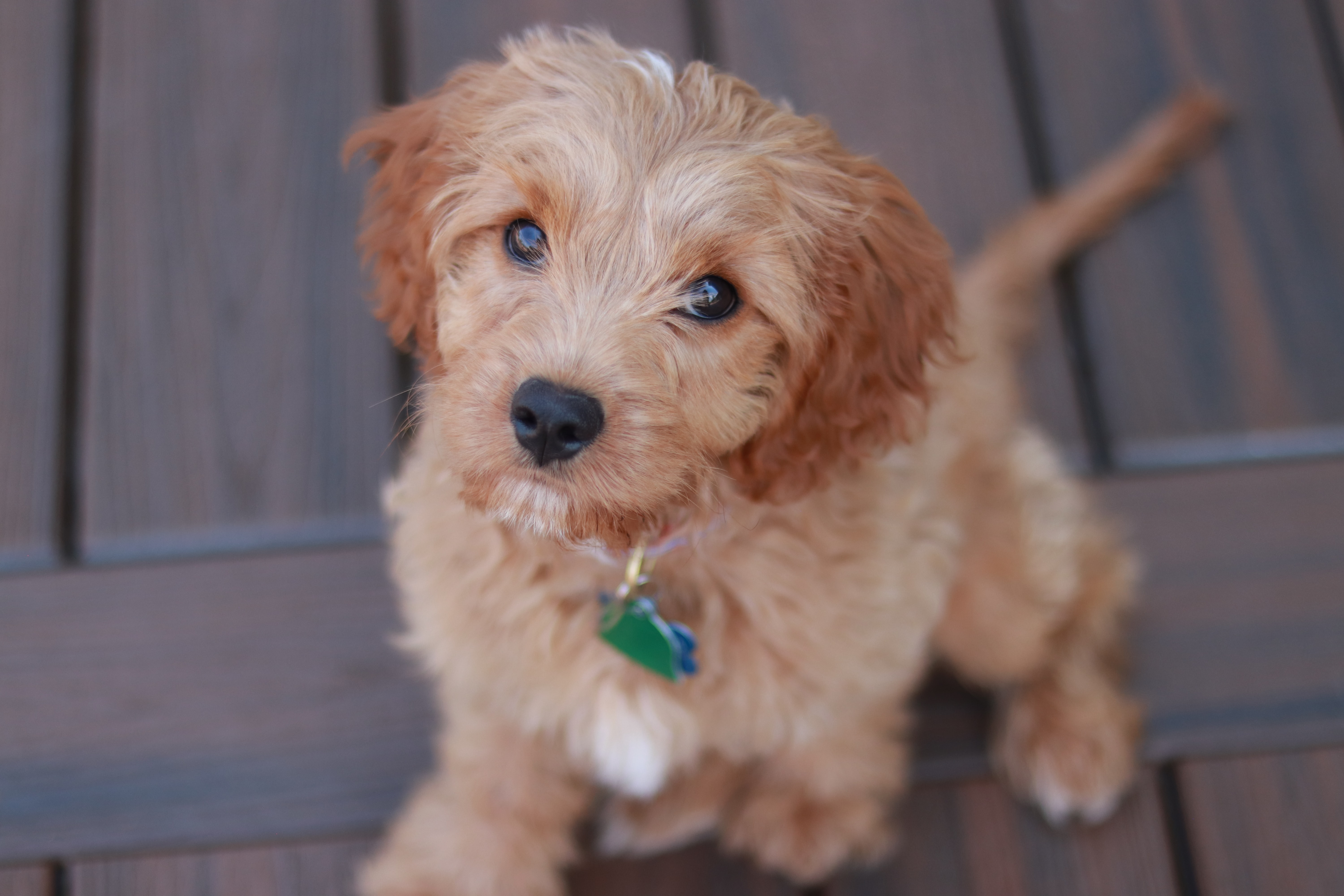 small cavapoo looking up at the camera