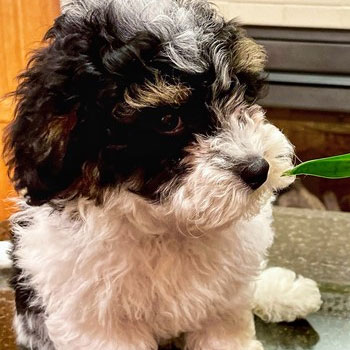 black and white shih poo dog with cream markings