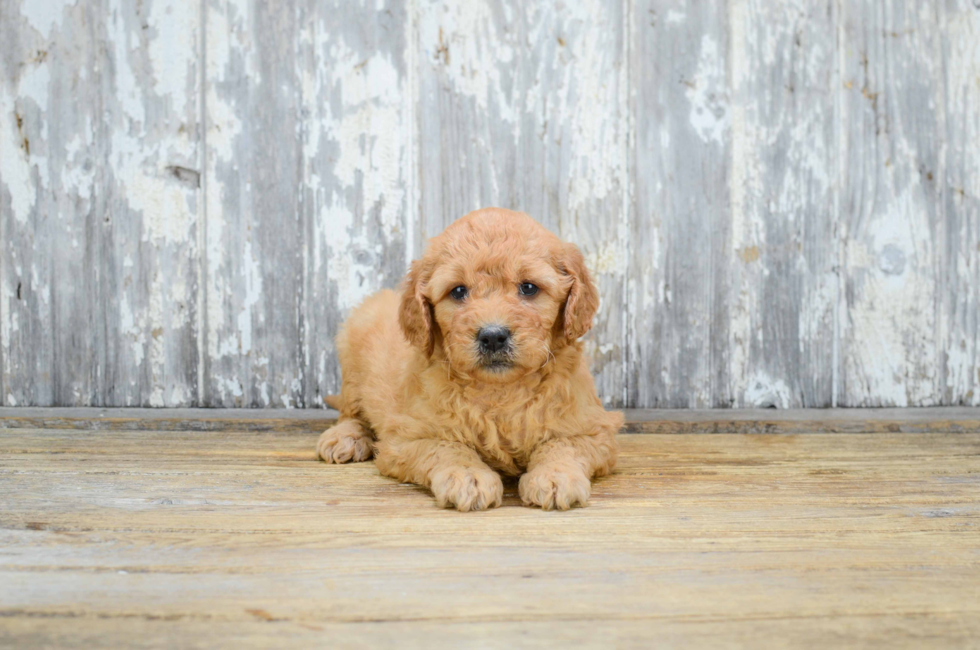 Miniature Goldendoodle puppies for sale Mixed small breed puppies for