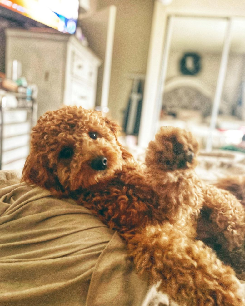 a curly-haired mini goldendoodle sitting on a bed with one paw in the air