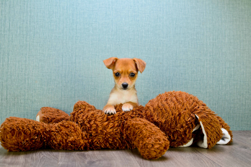 Chorkie Puppy for Adoption
