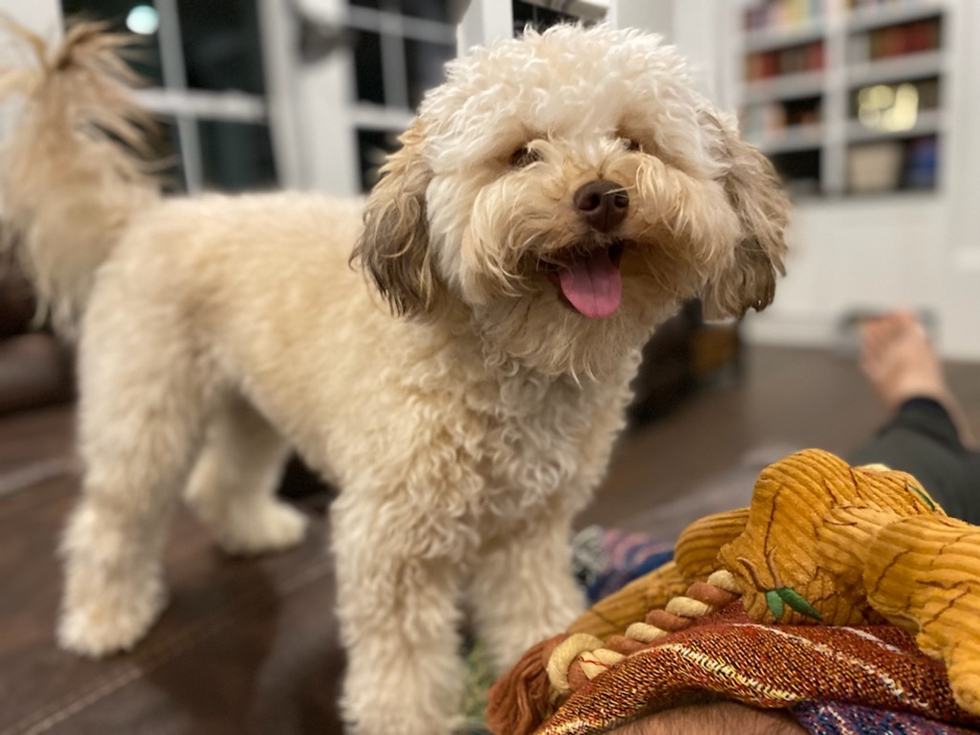 Playful Mini Labradoodle a mix of Labrador Retriever and Miniature Poodle