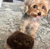 Puppy For Sale Premier Pups Sweet Yorkie Purebred Pup