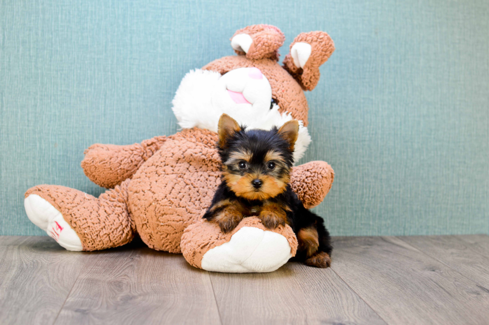 Meet Sterling Archer - our Yorkshire Terrier Puppy Photo 