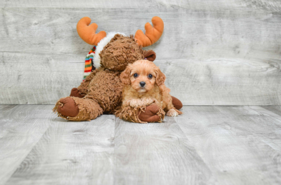 Hypoallergenic Cavoodle Poodle Mix Puppy