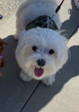 Puppy For Sale Premier Pups Funny Maltese Purebred Pup