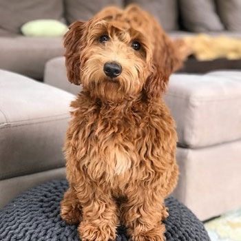 mini goldendoodle with long, shaggy hair