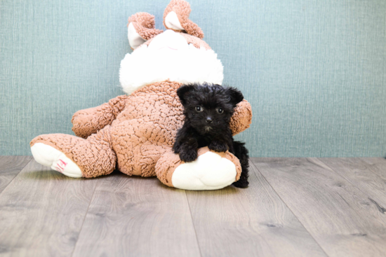 Yorkie Poo Pup Being Cute