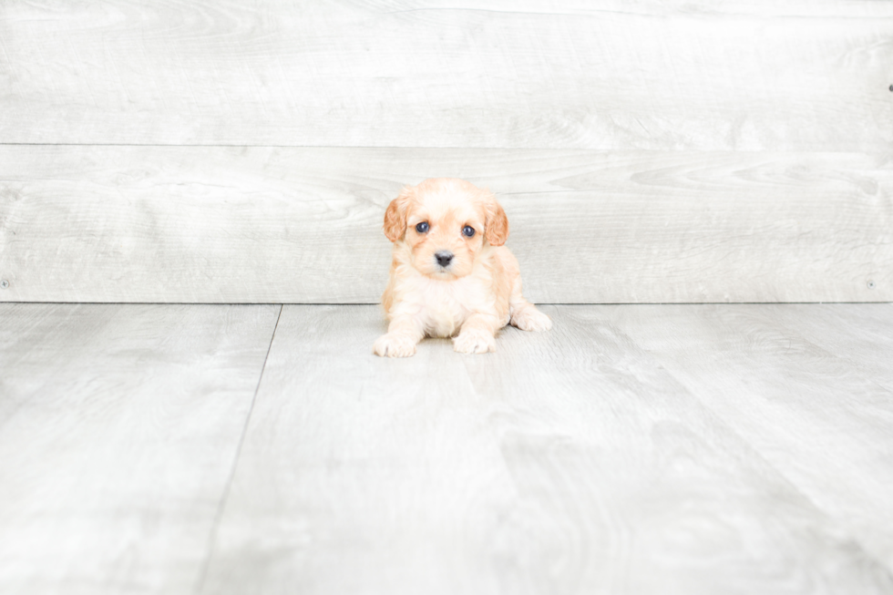 Meet Everett - our Cavapoo Puppy Photo 3/3 - Premier Pups