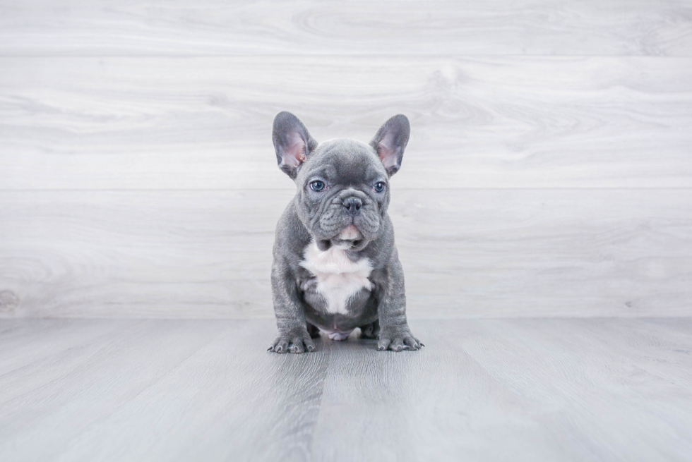 Meet Buster - our French Bulldog Puppy Photo 3/4 - Premier Pups
