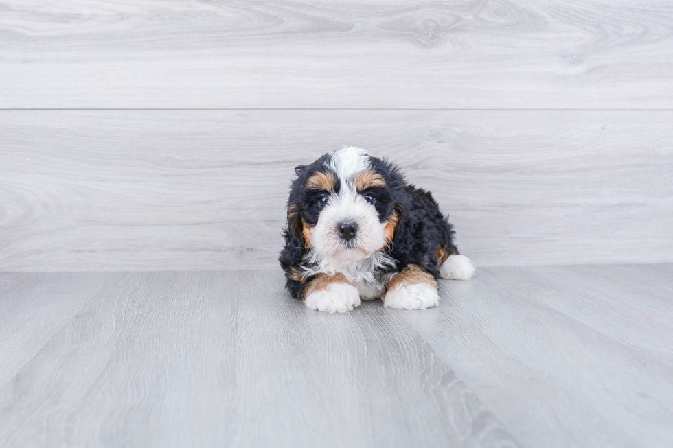 Meet Demi - our Mini Bernedoodle Puppy Photo 2/2 - Premier Pups
