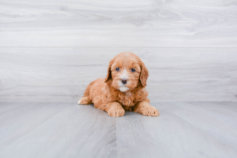 Meet Artemis - our Mini Goldendoodle Puppy Photo 3/3 - Premier Pups