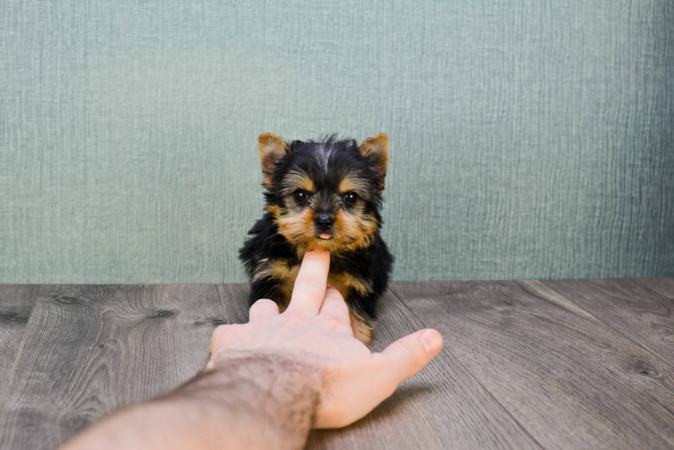 Meet Chase - our Yorkshire Terrier Puppy Photo 