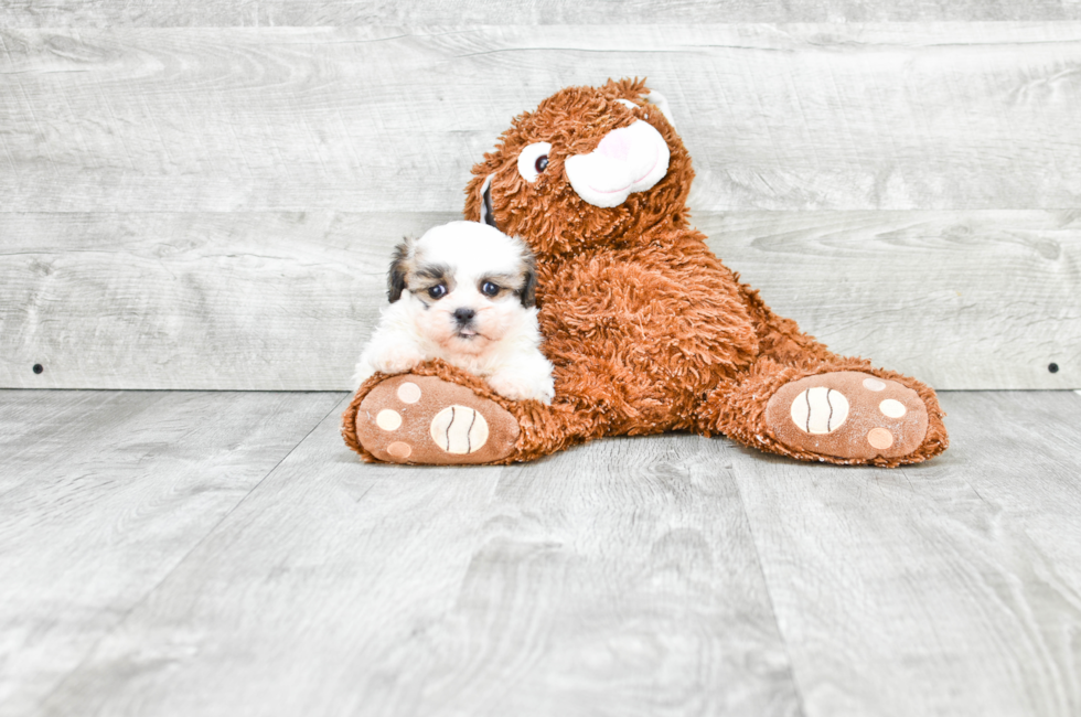 Small breed puppies for sale Teacup Pups for sale in Ohio Premier Pups