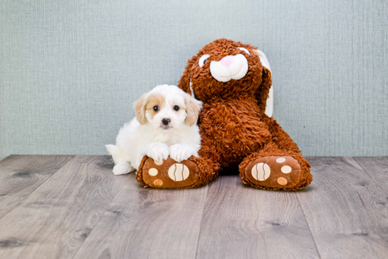 Cute Cavapoo Baby