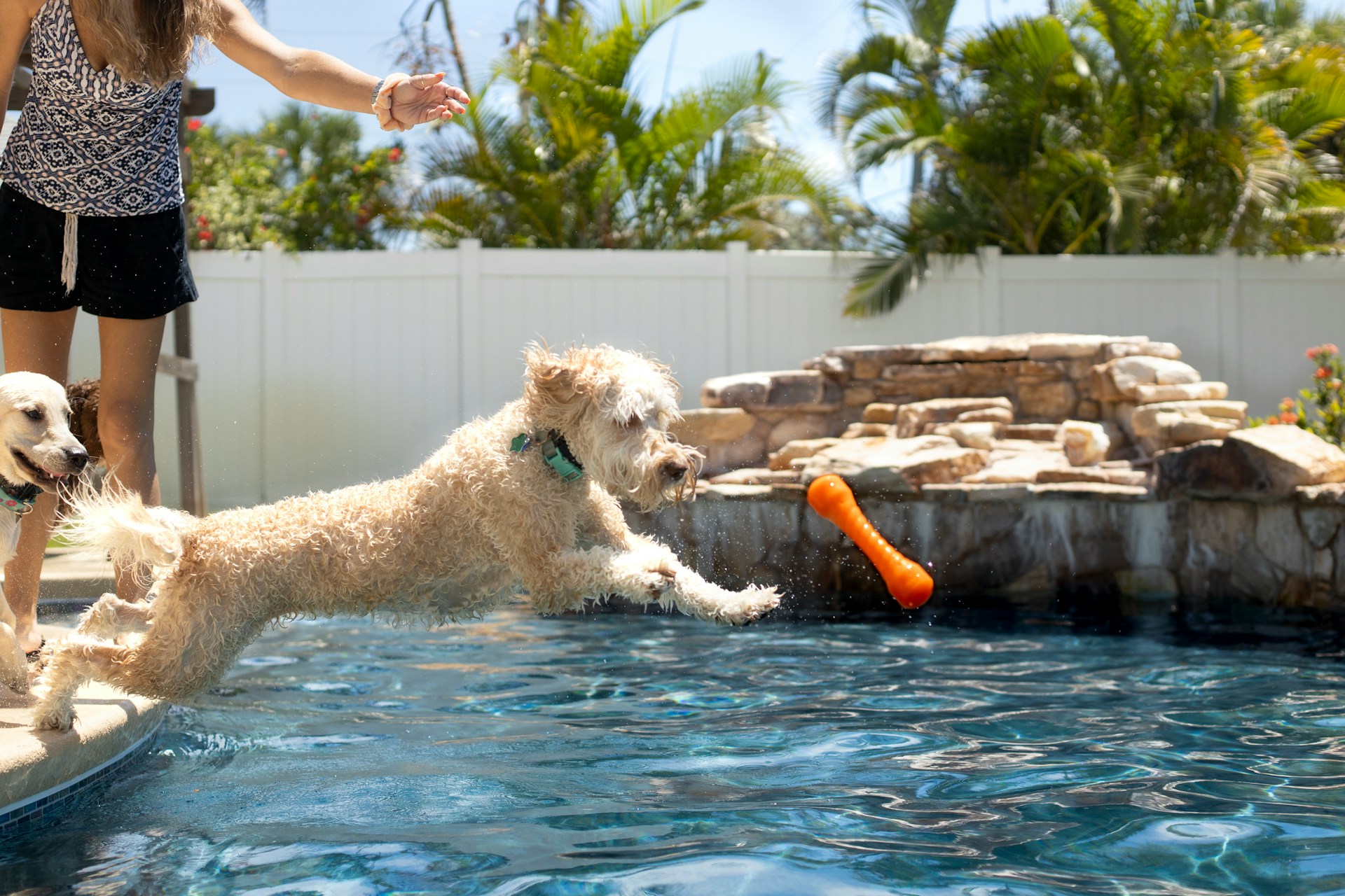 small dog jumping into a pool to catch an orange toy