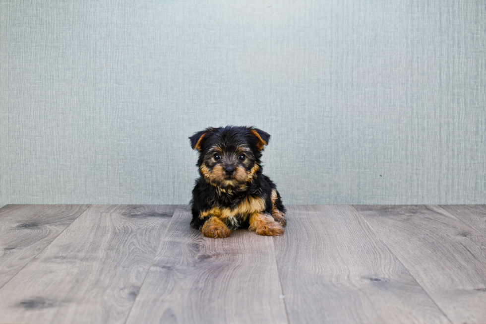 Meet Hope - our Yorkshire Terrier Puppy Photo 