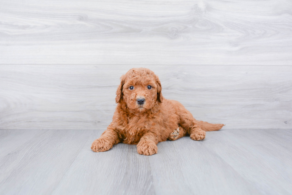 Meet Autumn - our Mini Goldendoodle Puppy Photo 3/3 - Premier Pups