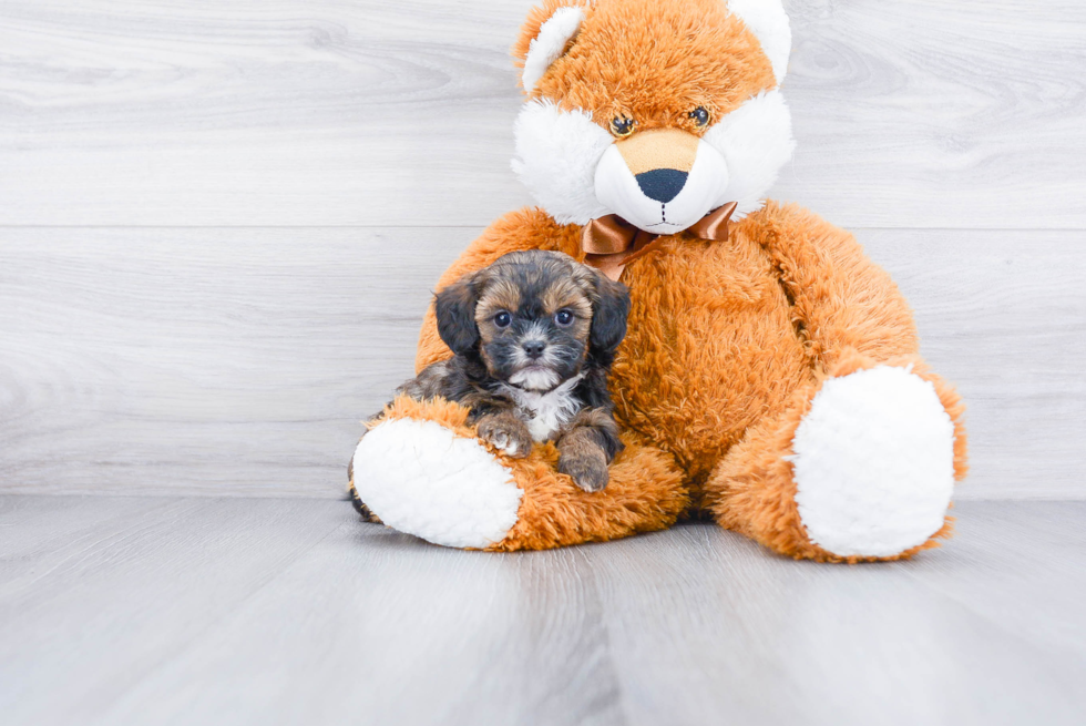 Meet Lynda - our Teddy Bear Puppy Photo 1/3 - Premier Pups