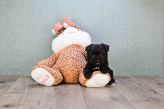 Morkie Pup Being Cute