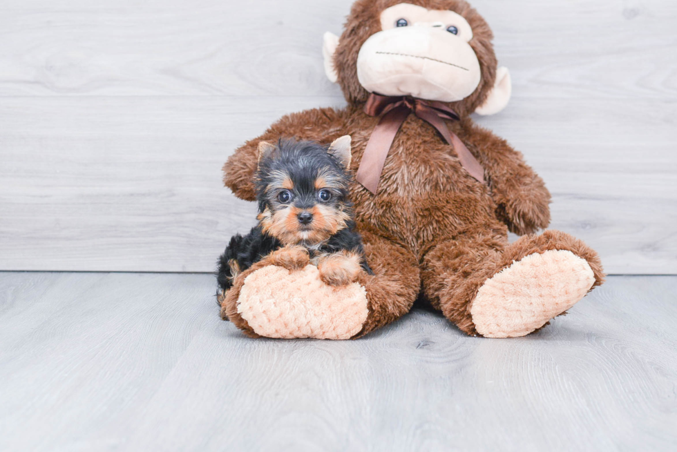 Meet Capone - our Yorkshire Terrier Puppy Photo 