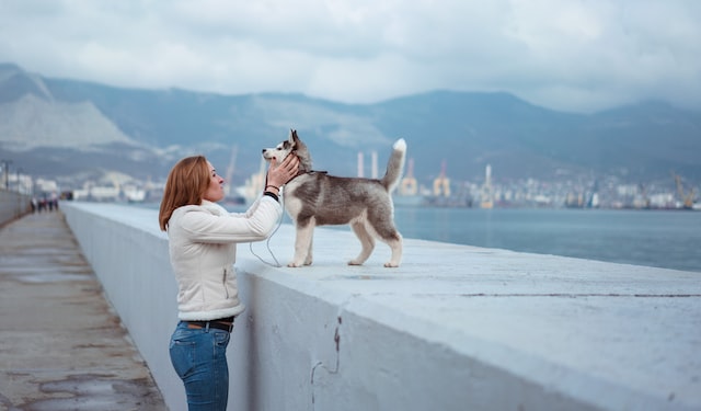 Pomsky dog outdoors