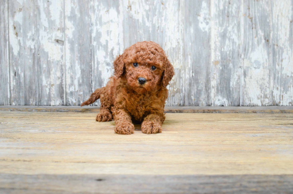 Miniature Goldendoodle puppies for sale Mixed small breed puppies for