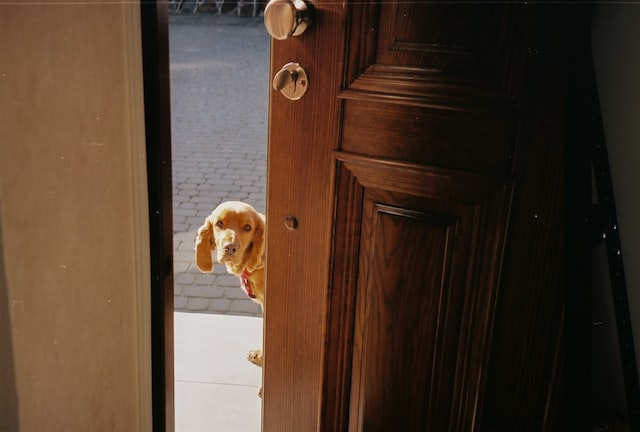dog looking through an open door