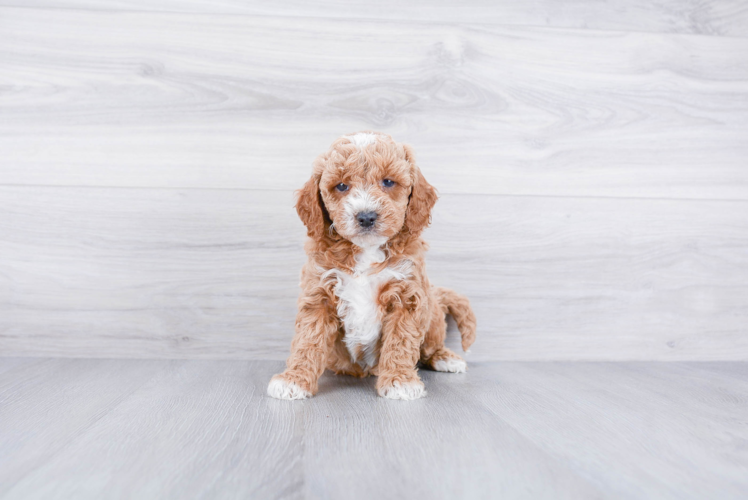 Meet Archer - our Mini Goldendoodle Puppy Photo 1/3 - Premier Pups