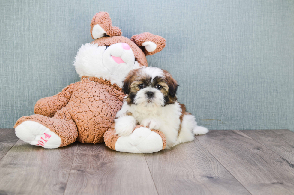 where to buy a teddy bear puppy