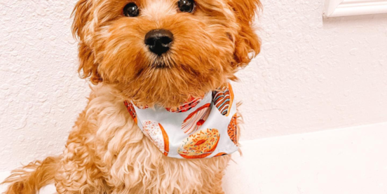 Beginner’s Guide to Feeding Your Cavapoo: Nutrition, Tips, and Common Questions
