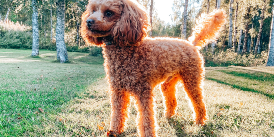 Everything You Need to Know About Puppy Color Changes