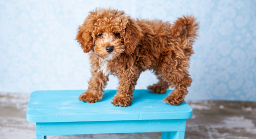 Everything You Need to Know About the Bichpoo 
