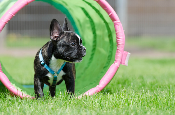 Expert Tips for French Bulldog Training (2024) - Premier Pups