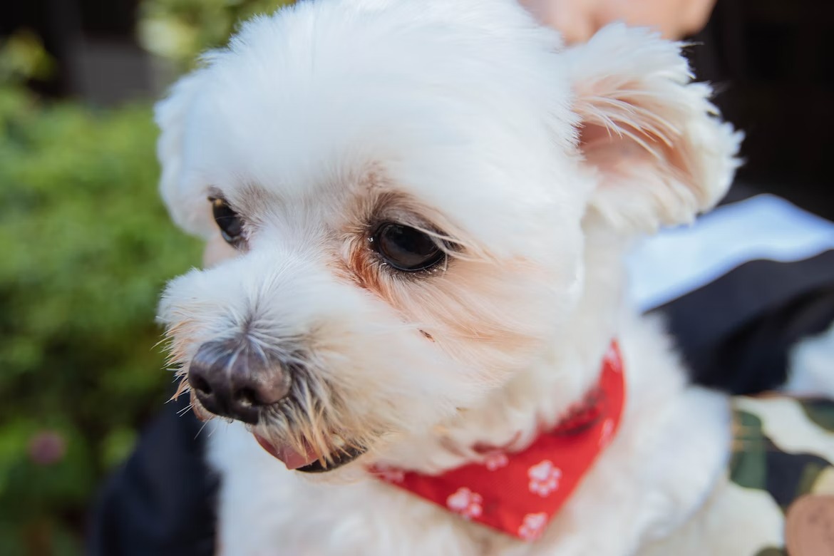 cute white Maltese dog with red scarf