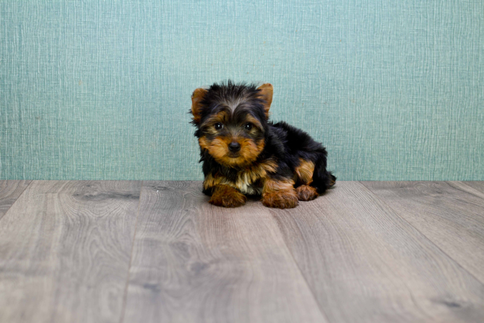 Meet Jose - our Yorkshire Terrier Puppy Photo 