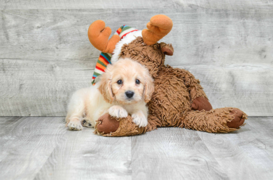 Cavapoo Puppy for Adoption