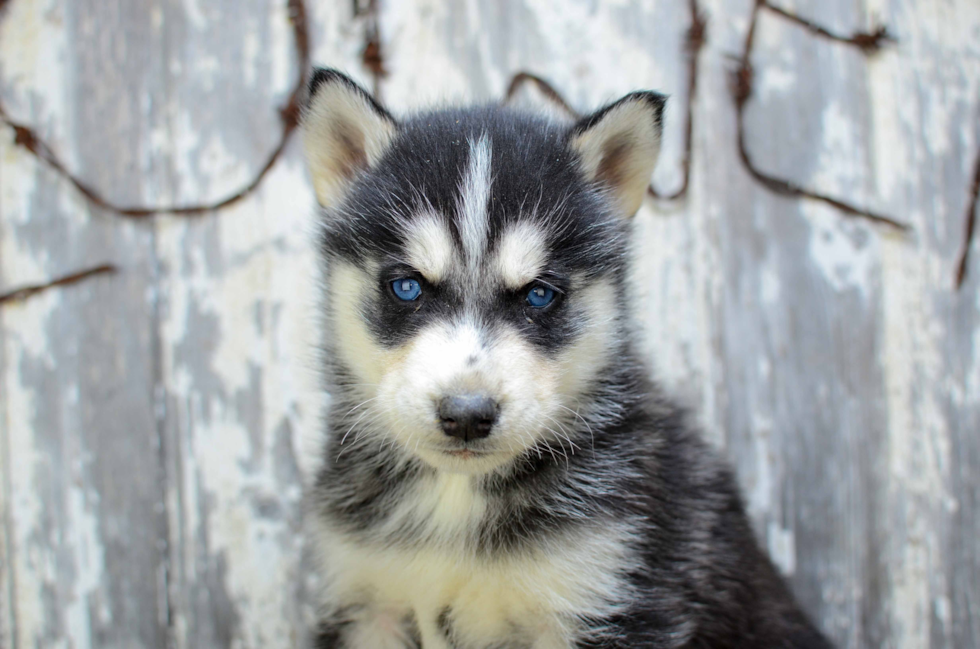 Best Siberian Husky Baby
