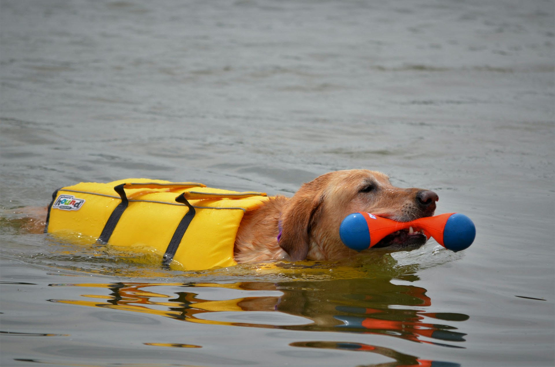 dog wearing a yellow life jacket swimming in a lake