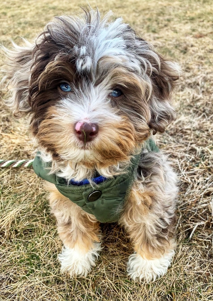 Mini Aussiedoodle puppy showing its intelligent and adventurous nature