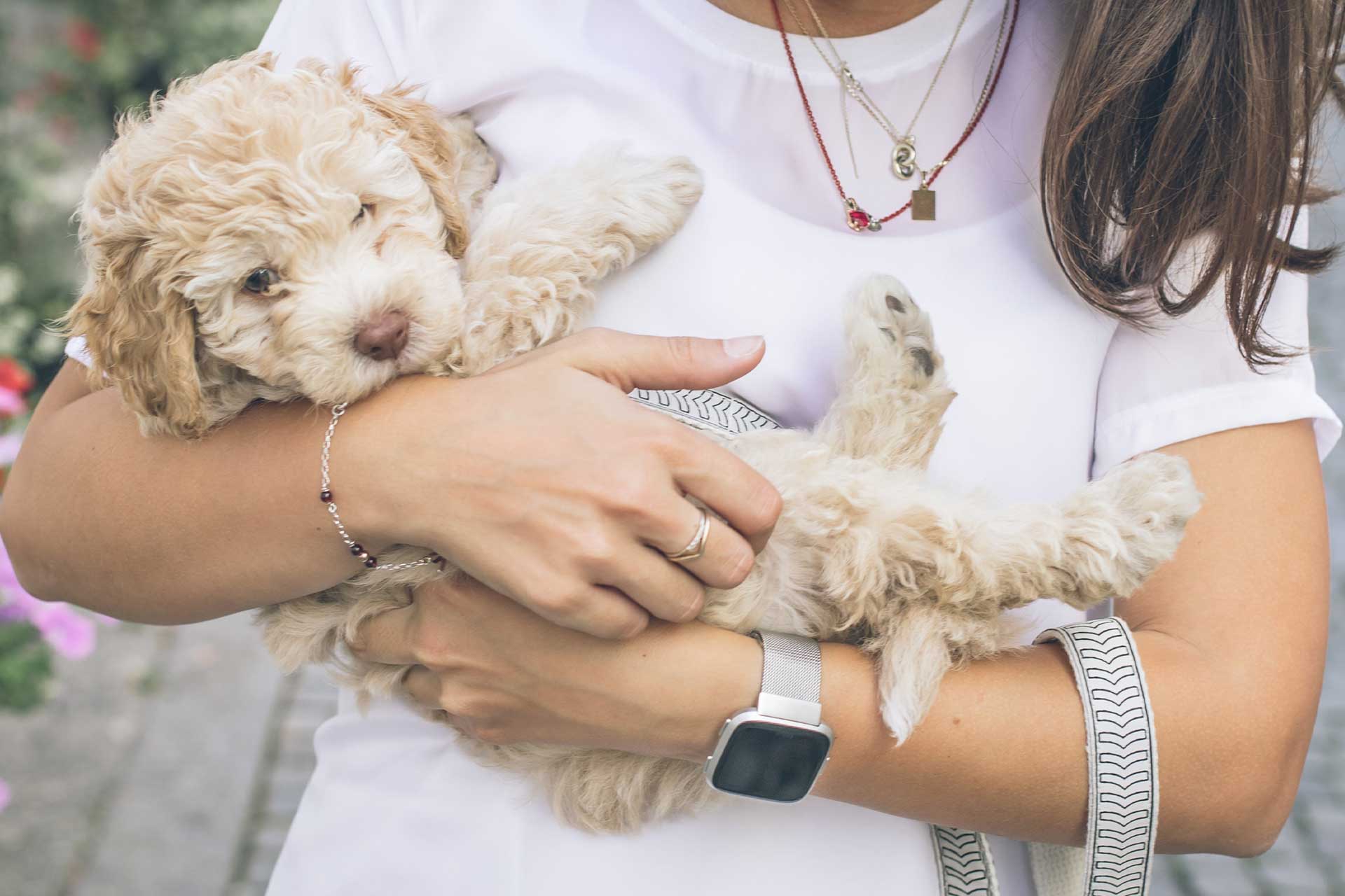 cream bichpoo dog sitting in the arms of a woman