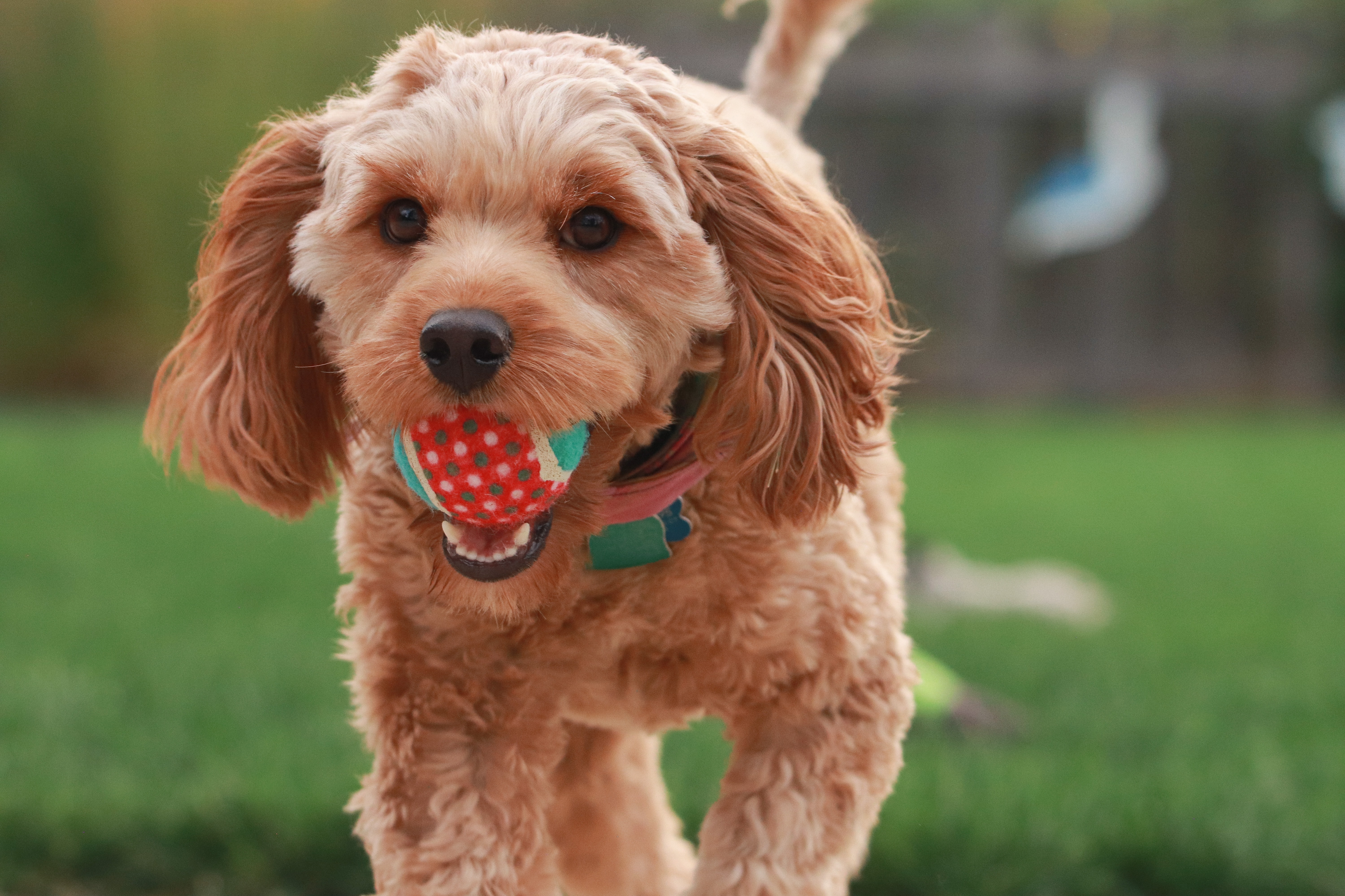 cavapoo dog playing fetch on grass