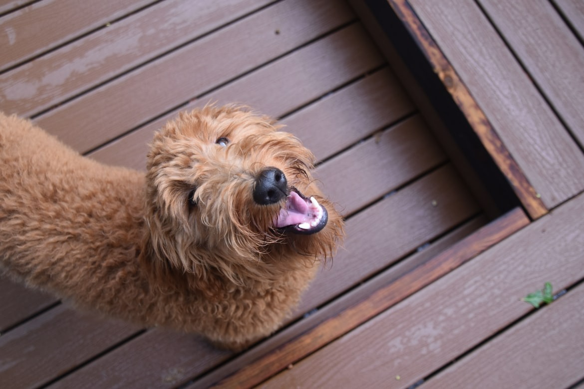 curly Mini Goldendoodle dog looking up